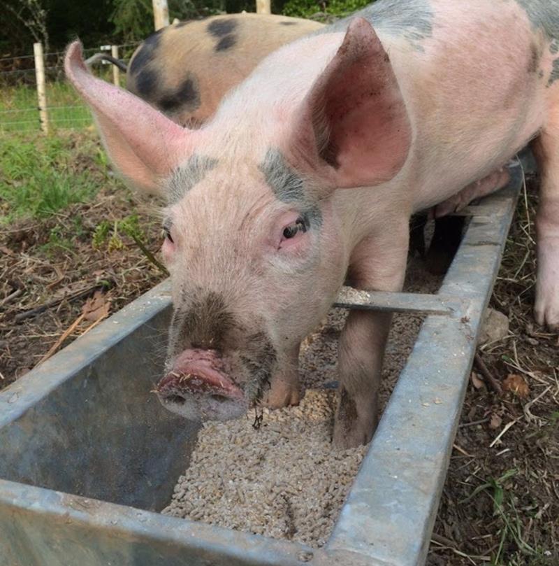 Piglets in feed trough
