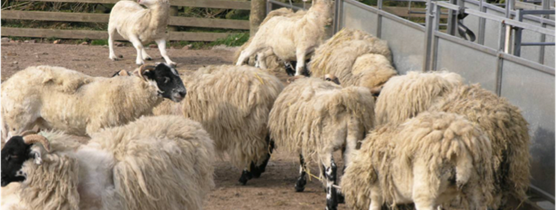 Sheep Scab Image