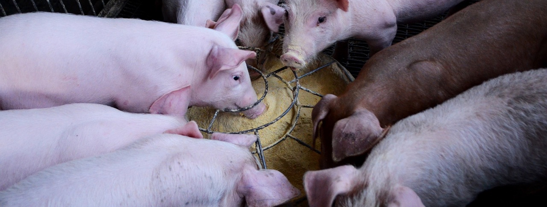 pig3