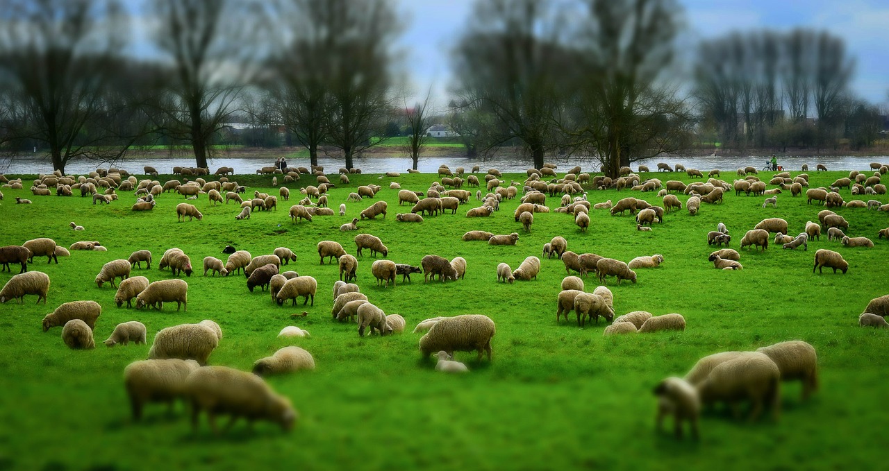 Sheep 1305432 1280