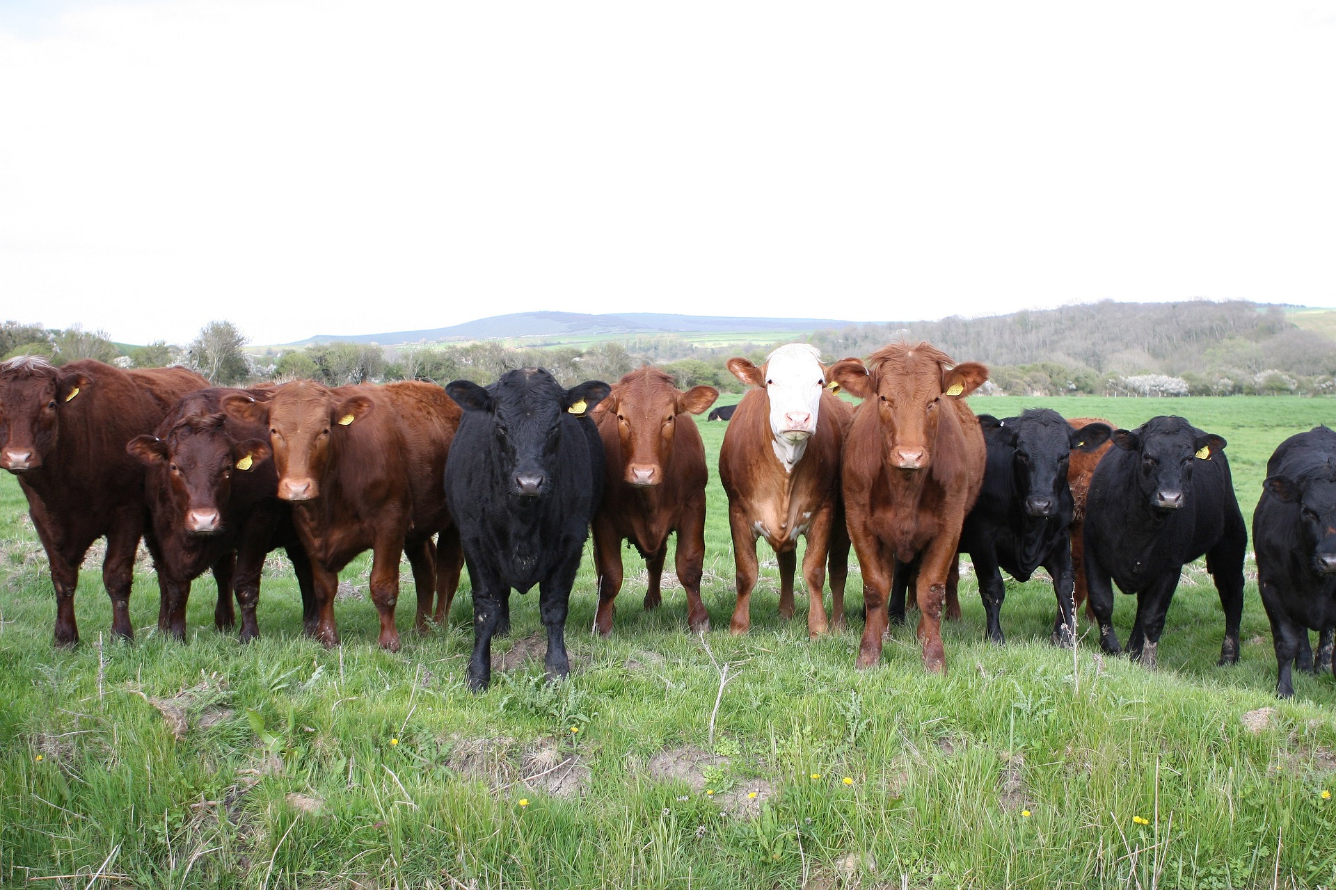 cattle4