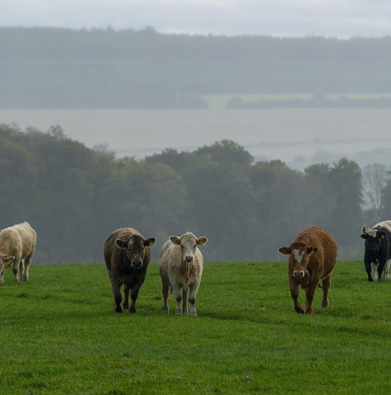 cow1